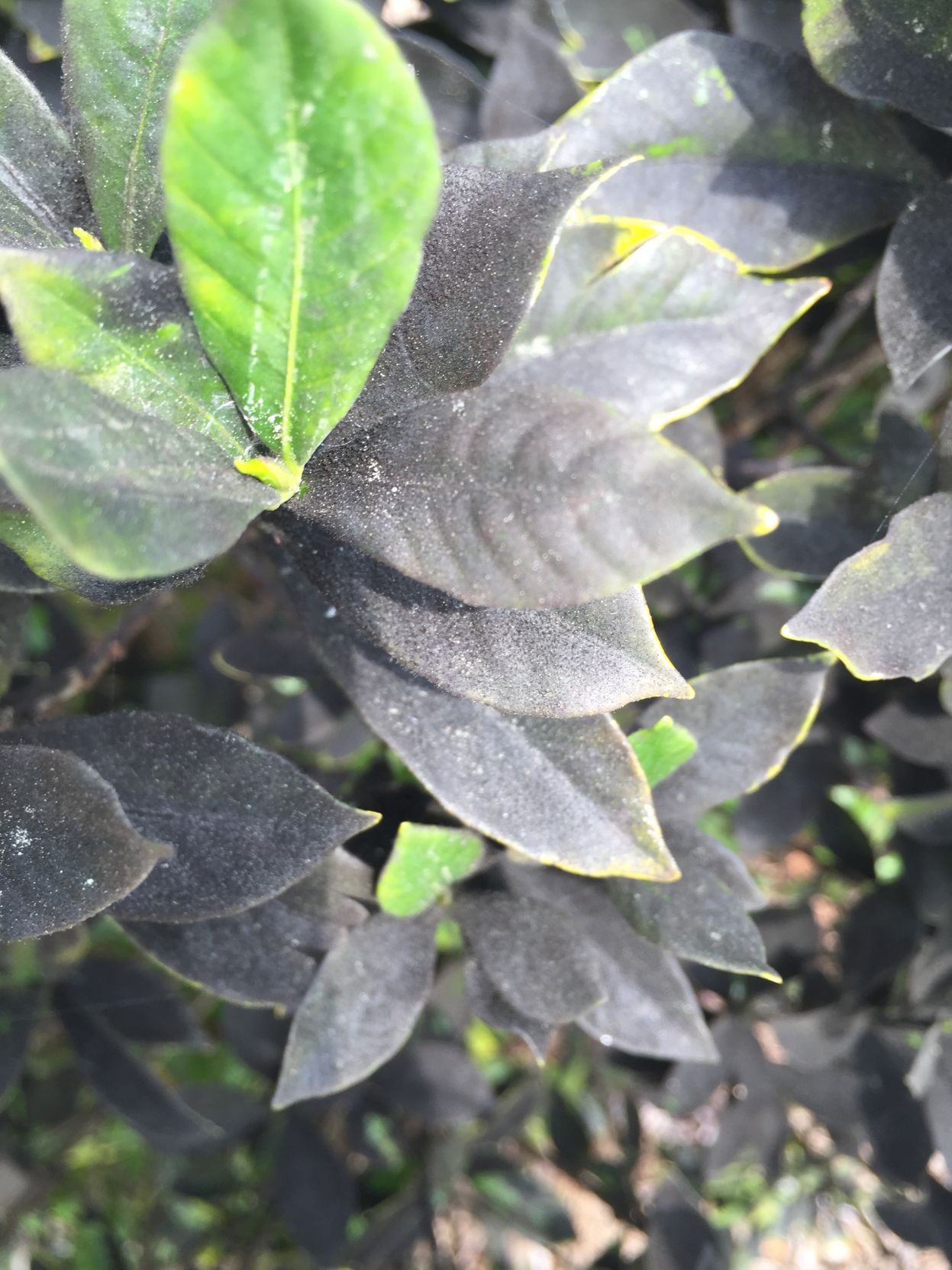 Sooty Mold from white flies Gardenia.JPG (copy)